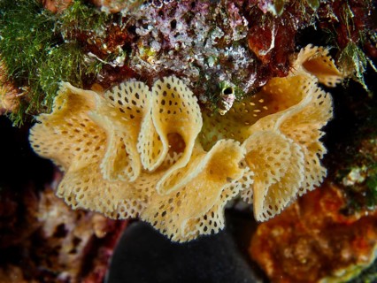 Yellow, holey Neptune veil (Reteporella grimaldii) (Reteporella septentrionalis) between colourful