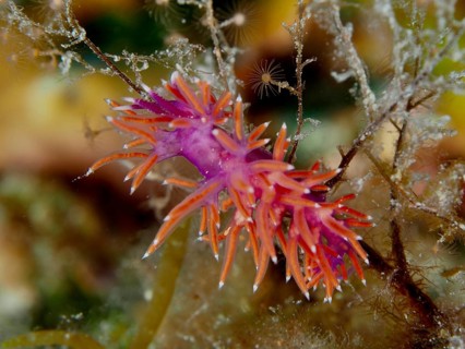 Colourful Edmundsella pedata (Edmundsella pedata) with striking colouration on algae. Dive site