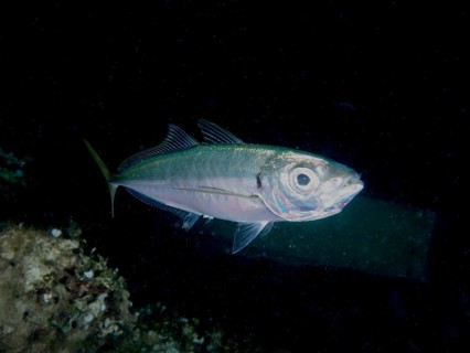 A single fish, a Mediterranean bearded mackerel (Trachurus mediterraneus), swims in the dark water,