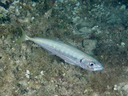 A single fish, the Mediterranean mackerel (Trachurus mediterraneus), swims on the seabed,