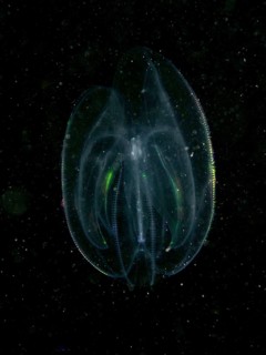 A transparent ribbed jellyfish, sea walnut (Mnemiopsis leidyi) shimmers in the dark water with fine