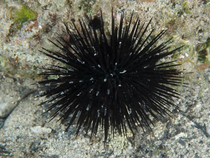 Arbacia lixula with long spines on the seabed. Dive site House Reef, Stoja, Pula, Croatia,
