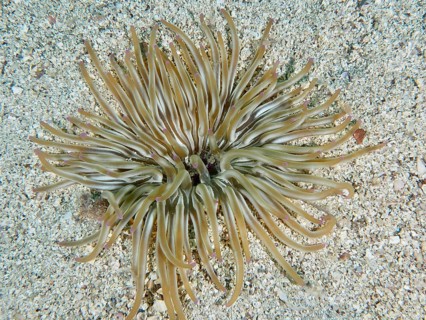 Long tentacles of a sand gold rose (Condylactis aurantiaca) spread out on a sandy substrate. Dive