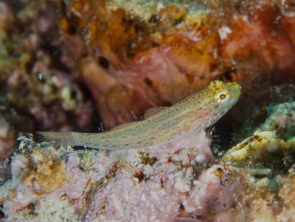 Small spotted fish, Sarato's goby (Gobius fallax), in a reef. Dive site House Reef, Stoja, Pula,