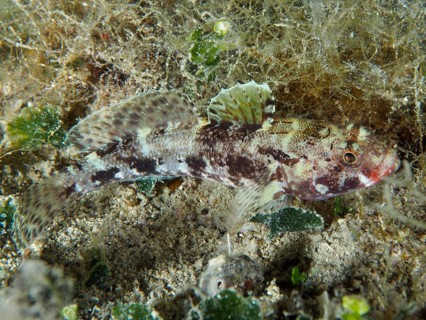 Well camouflaged fish, redmouth goby (Gobius cruentatus), lies on the sandy seabed. Dive site House