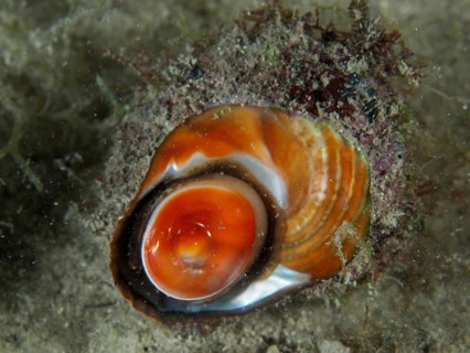 Orange red turban snail (Bolma rugosa) with detailed texture on the bottom. Dive site House Reef,