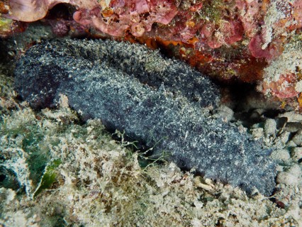 A dark sea cucumber, tubular sea cucumber (Holothuria tubulosa), rests partially hidden between