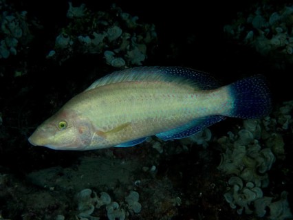 A bluish shimmering peacock wrasse (Symphodus tinca) swims near the seabed at night. Dive site