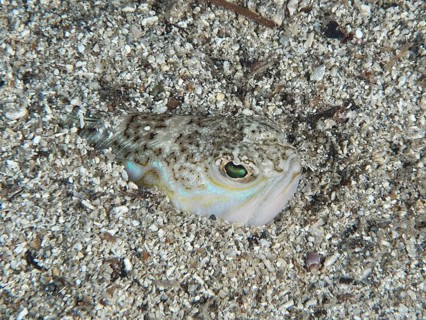 The head of a Trachinus draco, a venomous animal, peers out of the sand, ideally camouflaged on the