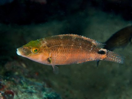 A brown-green Mediterranean wrasse (Symphodus mediterraneus) swims alone at depth above the seabed.