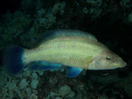 A yellowish fish with light blue fins, peacock wrasse (Symphodus tinca), swims through dark sea