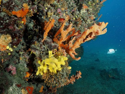 Colourful sea sponges in orange Mediterranean antler sponge (Axinella cannabina), antler sponge,