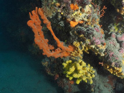 A bright mixture of orange and yellow sea sponges, Mediterranean antler sponge (Axinella