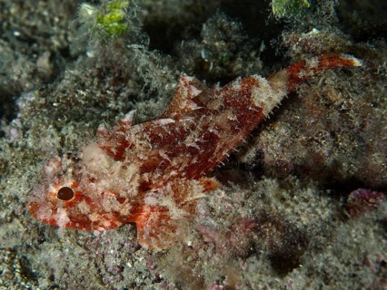 A reddish-brown fish, Mediterranean scorpionfish (Scorpaena scrofa), is well camouflaged on the