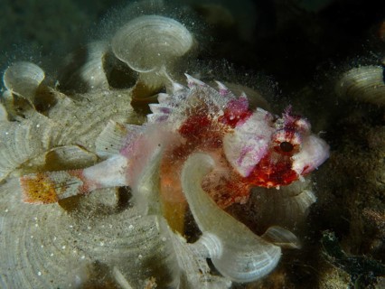 A colourful fish with colourful patterns, Mediterranean scorpionfish (Scorpaena scrofa), rests on