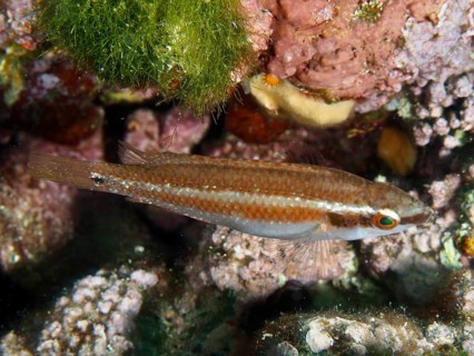 A colourful fish, Coris julis, swims near the seabed, surrounded by corals and algae. Dive site