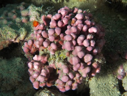 Round, pink-coloured red algae (Llithophyllum racemus) on a reef. Dive site House Reef, Stoja,
