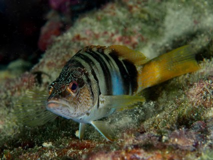 Striped fish with a colourful body, scribefish (Serranus scriba), on a reef. Dive site House Reef,
