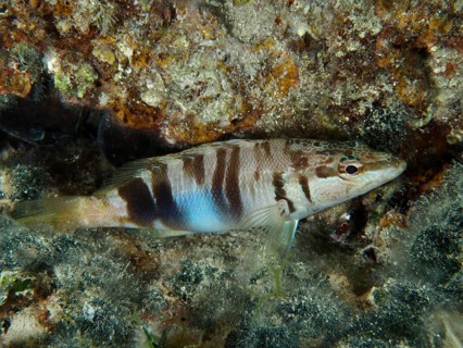 Scorpionfish (Serranus scriba) well camouflaged in a densely overgrown reef. Dive site House Reef,