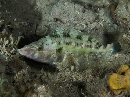 A camouflaged peacock wrasse (Symphodus tinca) lies on the sandy bottom and barely stands out from