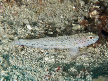 Small spotted fish, Sarato's goby (Gobius fallax), resting motionless on a sandy bottom. Dive site