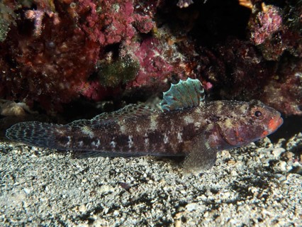 Fish with colourful fins, redmouth goby (Gobius cruentatus), resting near a reef wall. Dive site