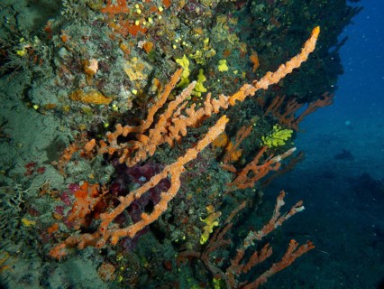 A strong contrast of colourful Mediterranean antler sponge (Axinella cannabina), antler sponge, and