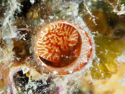 A red and white giant worm snail (Thylacodes arenarius), worm snail, with fine patterns and algae