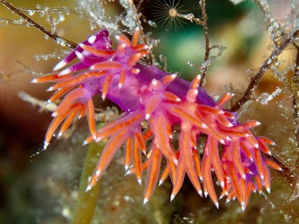 Edmundsella pedata (Edmundsella pedata) with bright orange appendages. Dive site Muzil, Stoja,