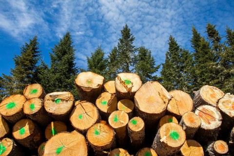 Cut and stacked tree trunks, La Mauricie region, Province of Quebec, Canada