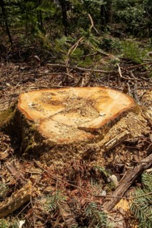Stump of a large white pine cut down by foresters, La Mauricie region, Province of Quebec, Canada