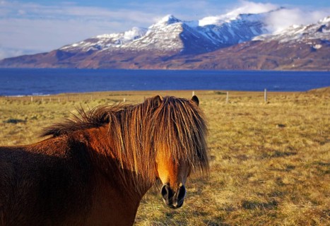 A brown horse stands in a meadow in front of snow-covered mountains and a blue lake, humor, mane,