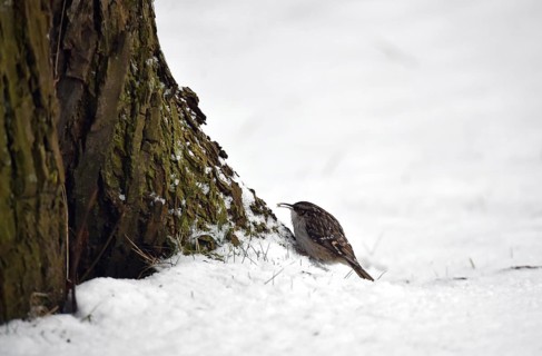Treecreeper, (Certhia) in the snow, winter, Schleswig-Holstein, Germany