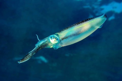 Underwater photo Close-up of large-fin reef squid (Sepioteuthis lessoniana) Squid Cephalopod squid