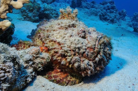 Underwater photo of camouflage behaviour mimesis of large stonefish (Synanceia verrucosa)