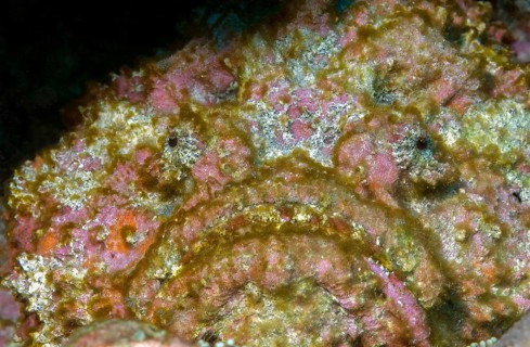 Underwater photo of camouflage behaviour Mimesis of large stonefish (Synanceia verrucosa)