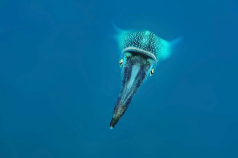 Underwater photo close-up of large-fin reef squid (Sepioteuthis lessoniana) squid cephalopod