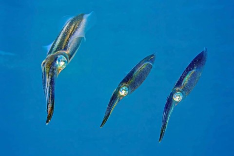 Underwater photo close-up of three specimens small group of large-fin reef squid (Sepioteuthis