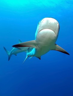 Underwater photo of Caribbean Reef Shark (Carcharhinus perezi) swimming close to the viewer, with