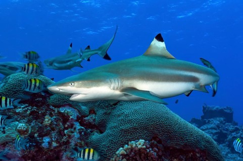 Underwater photo close-up of large adult blacktip reef shark (Carcharhinus melanopterus) blacktip