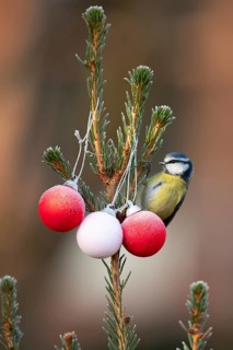 Blue tit (Cyanistes caeruleus) adult garden bird on a Christmas spruce tree in winter, England,