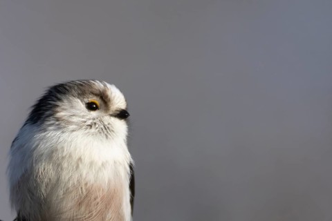 Long tailed tit (Aegithalos caudatus) adult garden bird head portrait, Suffolk, England, United