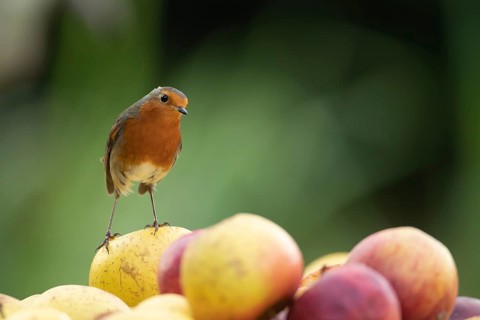 European robin (Erithacus rubecula) adult garden bird on a pile of apples fruit in autumn, Suffolk,