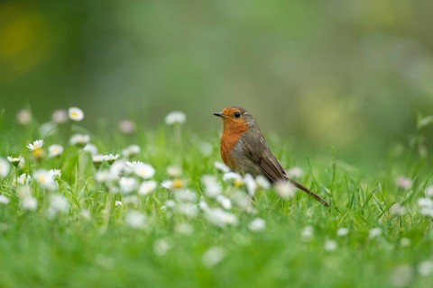 European robin (Erithacus rubecula) adult garden bird on a grass lawn with daisy flowers in summer,