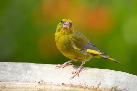 European greenfinch (Chloris chloris) adult male bird drinking water from a garden bird bath in