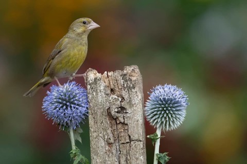 European greenfinch (Chloris chloris) adult bird on a garden fence post with Globe thistle flowers