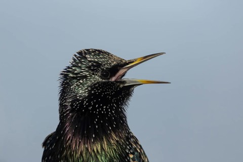 Common starling (Sturnus vulgaris) adult garden bird singing, England, United Kingdom