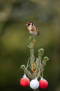 European goldfinch (Carduelis carduelis) adult garden bird perched on a Christmas spruce tree in