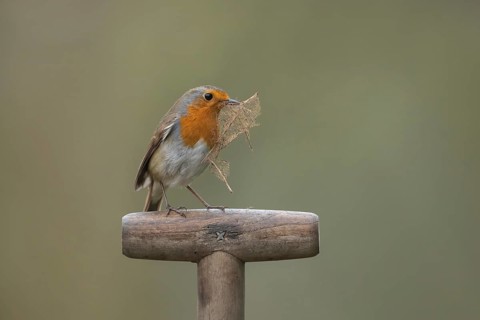 European robin (Erithacus rubecula) adult garden bird on a fork handle with a leaf for nest