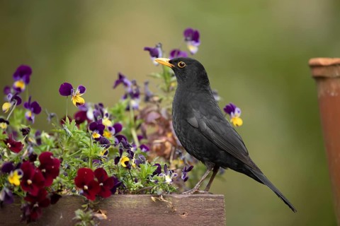 Eurasian blackbird (Turdus merula) adult male garden bird on a plant pot with pansy and viola